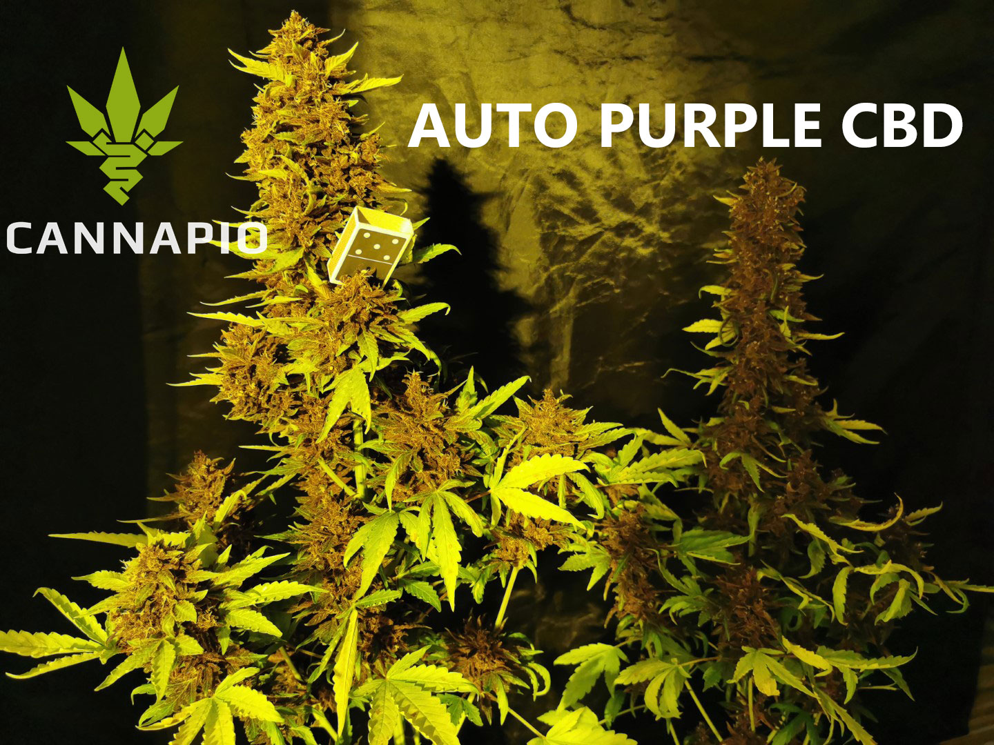 Auto Purple CBD - Cannapio rostlina konopí